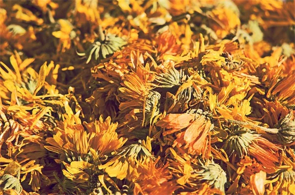 Boronia Care: Avoid These 5 Mistakes for Healthy Shrubs